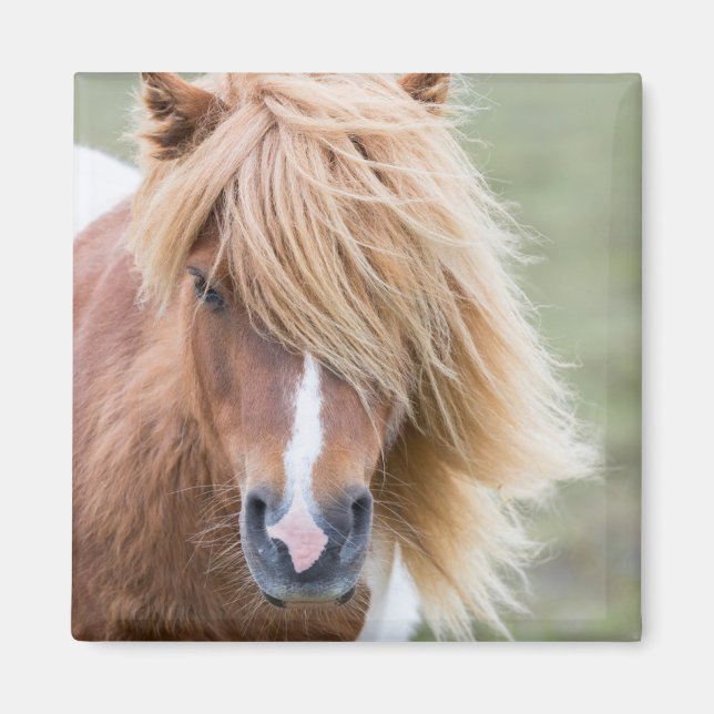 Shetland Pony auf der Insel Unst Magnet (Vorne)