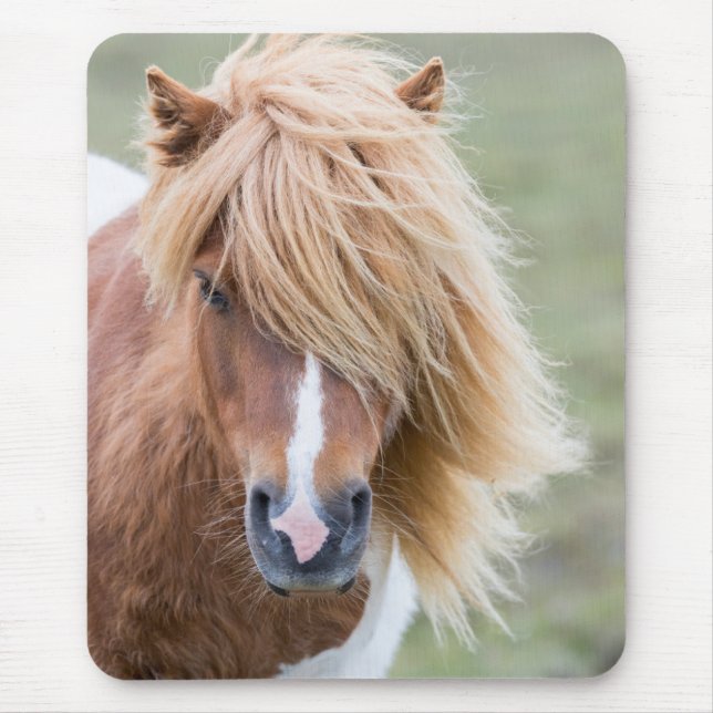Shetland Pony auf der Insel Unst Mousepad (Vorne)