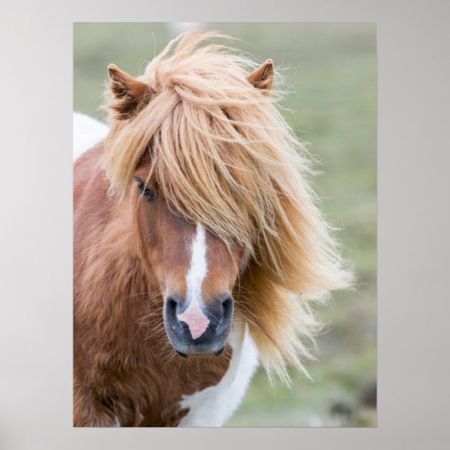 Shetland Pony auf der Insel Unst Poster (Vorne)