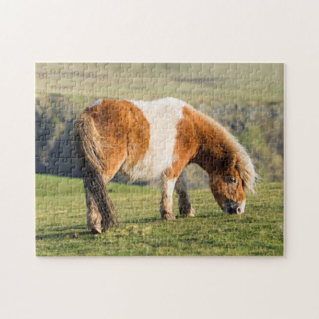 Shetland Pony auf Weideland in der Nähe von hohen  Puzzle (Horizontal)