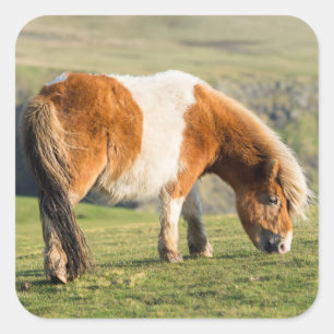 Shetland Pony auf Weideland in der Nähe von hohen  Quadratischer Aufkleber