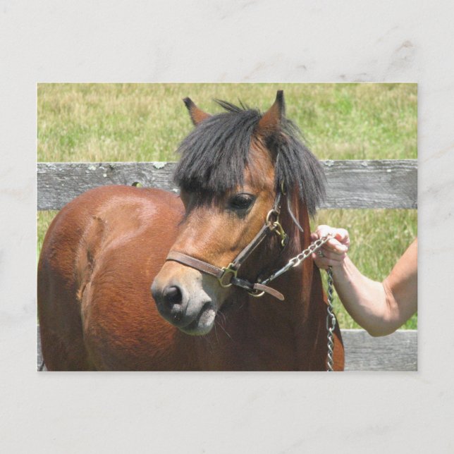 Shetland Pony Design Postkarte (Vorderseite)