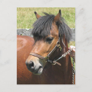 Shetland Pony Design Postkarte