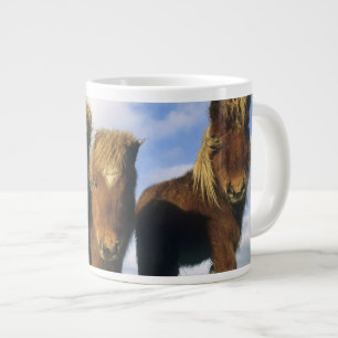 Shetland-Pony, Festland Shetland-Inseln, Jumbo-Tasse