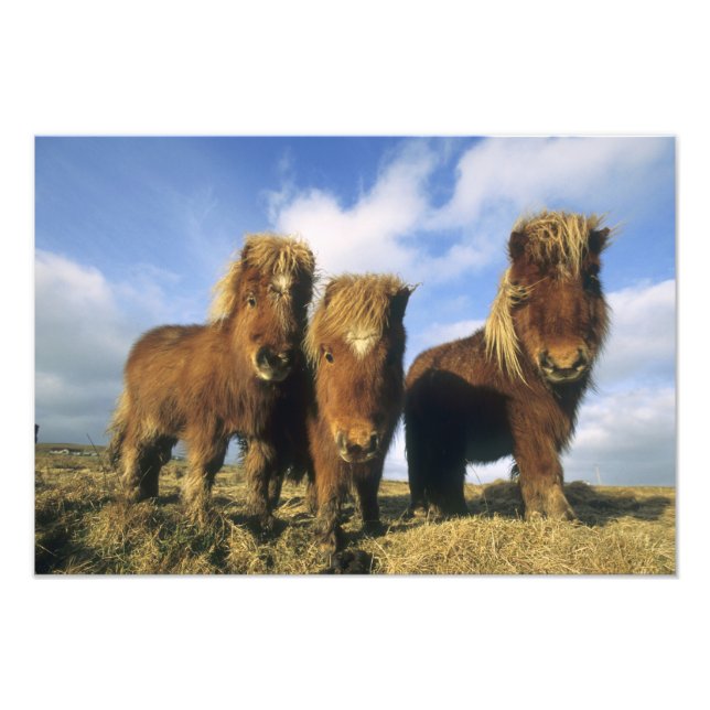 Shetland Pony, Festland Shetland Islands, Fotodruck (Vorne)