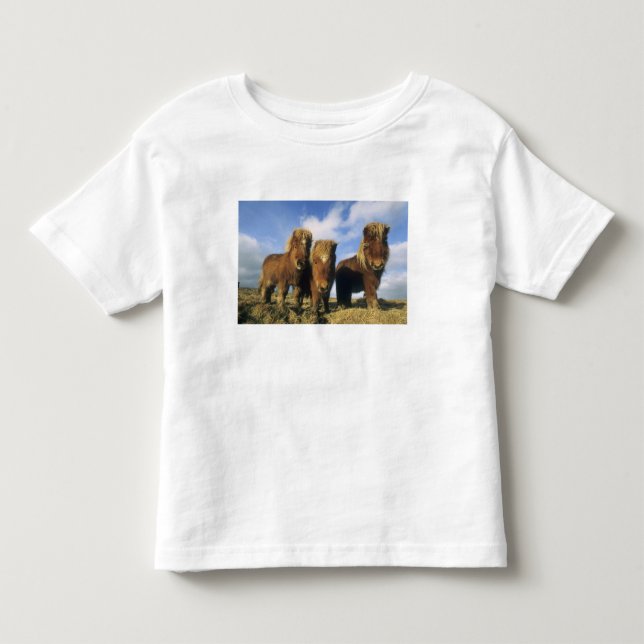 Shetland Pony, Festland Shetland Islands, Kleinkind T-shirt (Vorderseite)