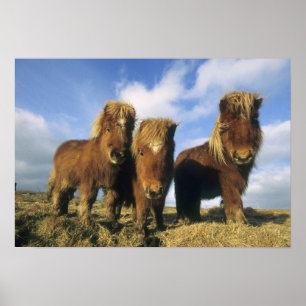 Shetland Pony, Festland Shetland Islands, Poster