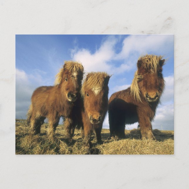 Shetland Pony, Festland Shetland Islands, Postkarte (Vorderseite)
