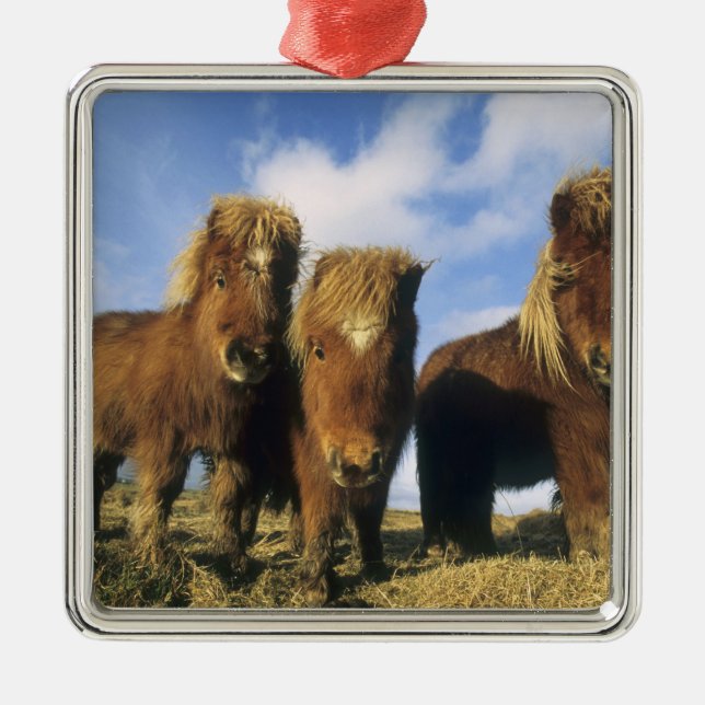 Shetland Pony, Festland Shetland Islands, Silbernes Ornament (Vorne)
