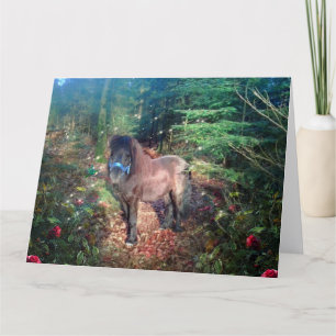 Shetland Pony - Grußkarte Karte