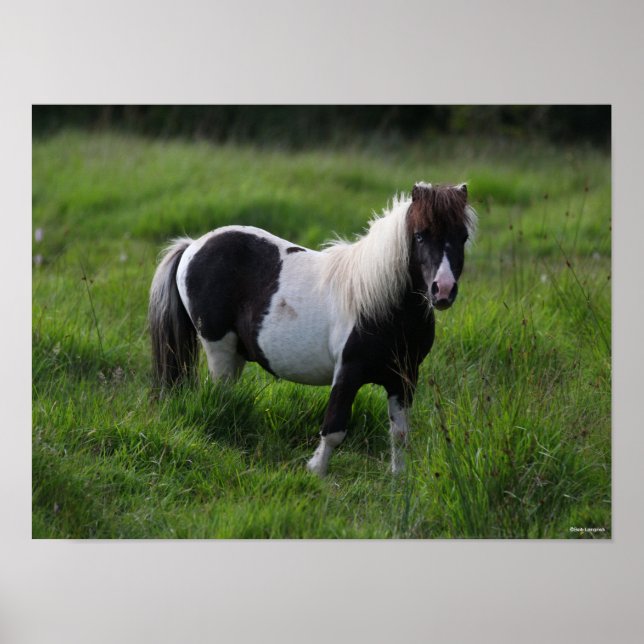 Shetland Pony Hengst Stehend im Gras Poster (Vorne)
