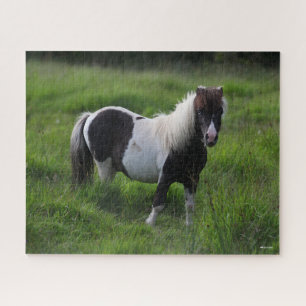 Shetland Pony Hengst Stehend im Gras Puzzle