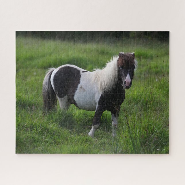 Shetland Pony Hengst Stehend im Gras Puzzle (Horizontal)