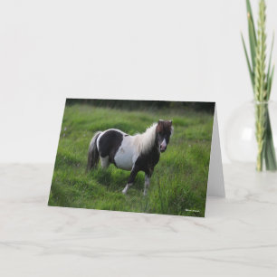 Shetland Pony Hengst Stehend Karte