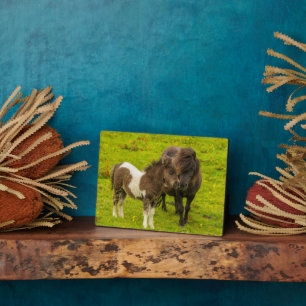 Shetland Pony Mother and Offspring Fotoplatte