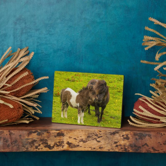 Shetland Pony Mother and Offspring Fotoplatte (Seite)