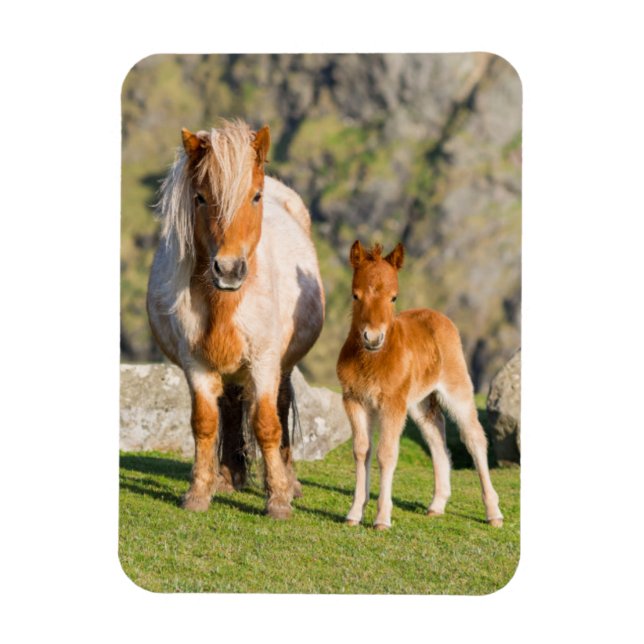 Shetland Pony on Pasta Nea High Cliffs, Mare 2 Magnet (Vertikal)