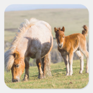 Shetland Pony on Pasta Nea High Cliffs, Mare Quadratischer Aufkleber
