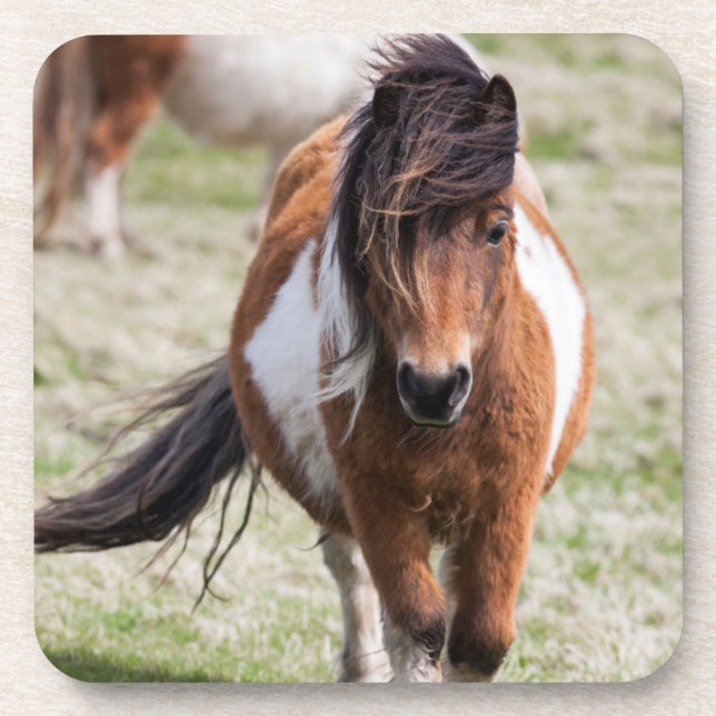 Shetland Pony, Shetland Islands Getränkeuntersetzer (Vorderseite)