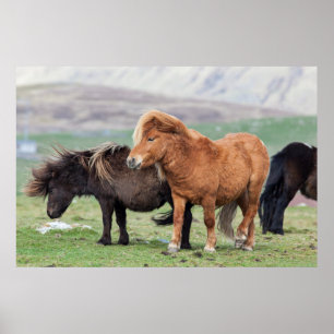 Shetland Pony, Shetland Islands, Schottland 2 Poster