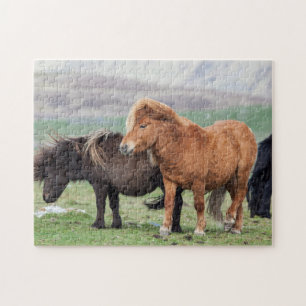 Shetland Pony, Shetland Islands, Schottland 2 Puzzle