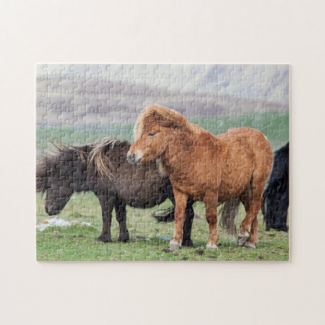 Shetland Pony, Shetland Islands, Schottland 2 Puzzle (Horizontal)