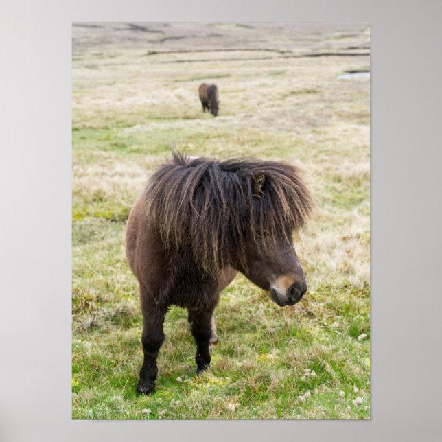 Shetland Pony, Shetland Islands, Schottland 3 Poster (Vorne)