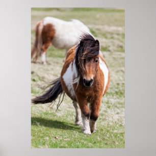Shetland Pony, Shetland Islands, Schottland Poster