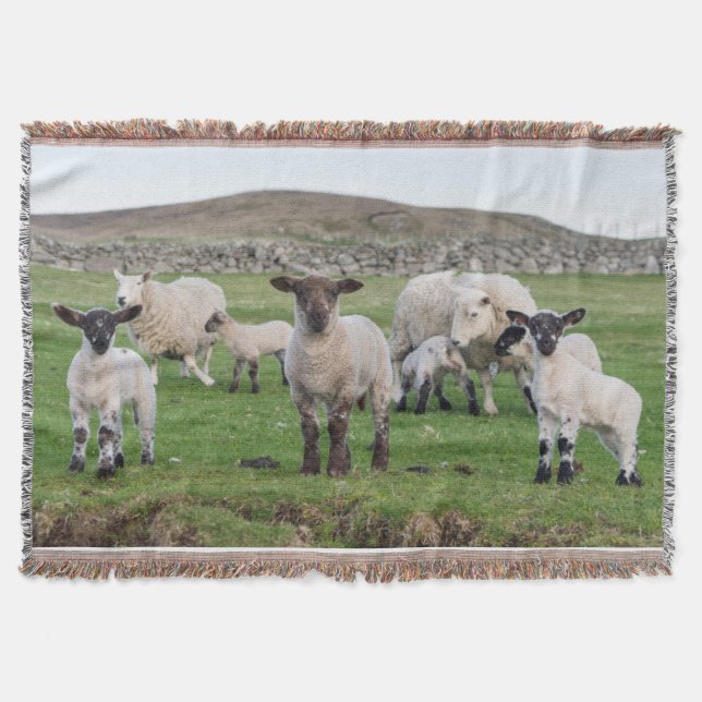 Shetland-Schaf Decke (Vorderseite)