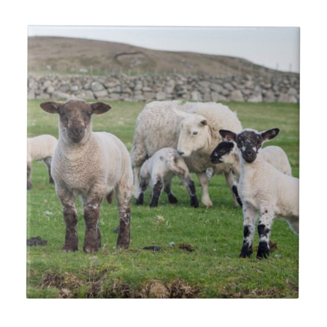 Shetland-Schaf Fliese (Vorderseite)