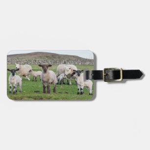 Shetland-Schaf Gepäckanhänger