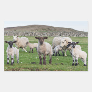 Shetland-Schaf Rechteckiger Aufkleber