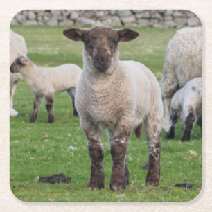 Shetland-Schaf Rechteckiger Pappuntersetzer