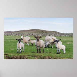 Shetland-Schafe Poster