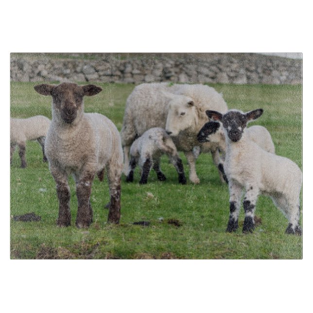 Shetland-Schafe Schneidebrett (Vorderseite)