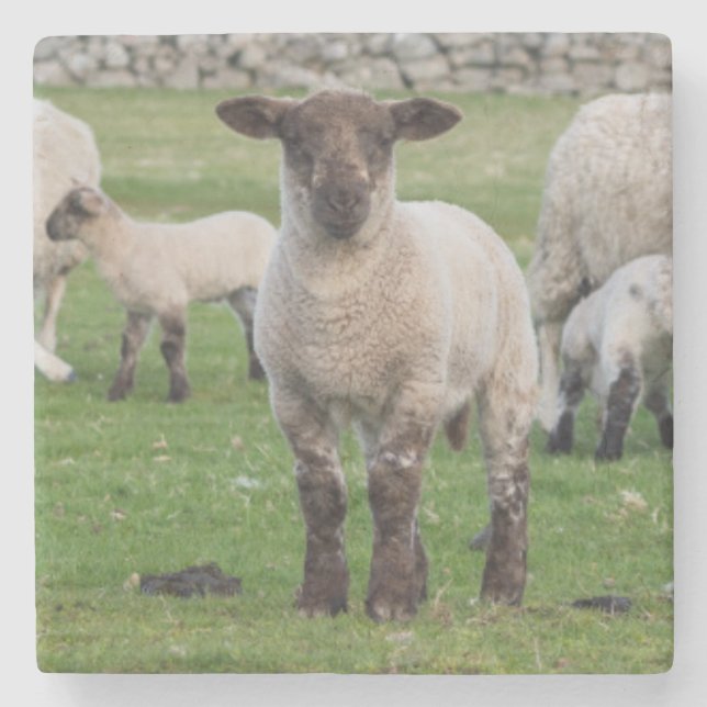 Shetland-Schafe Steinuntersetzer (Vorderseite)