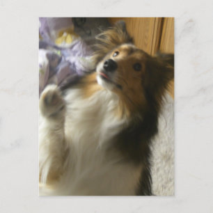 Shetland-Schäferhund Bettelt Postkarte