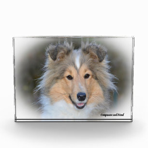 Shetland-Schäferhund. Fotoblock