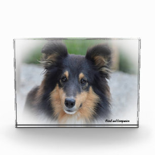 Shetland-Schäferhund. Fotoblock
