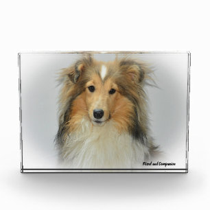Shetland-Schäferhund. Fotoblock