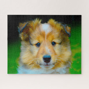 Shetland Schafhund Jigsaw. Puzzle