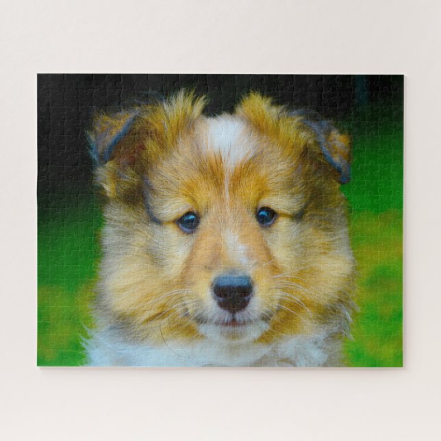 Shetland Schafhund Jigsaw. Puzzle (Horizontal)