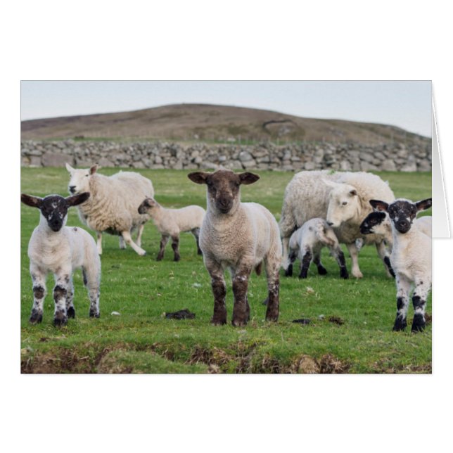Shetland Sheep (Vorderseite (Horizontal))