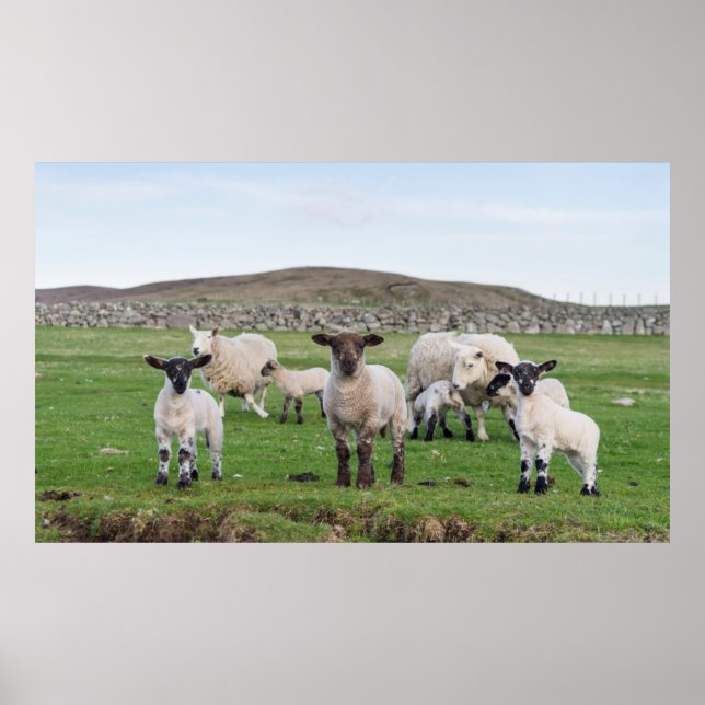 Shetland Sheep 5 Poster (Vorne)