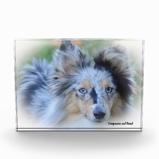 Shetland Sheep Hund. Fotoblock (Vorderseite)