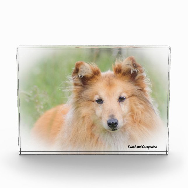 Shetland Sheep Hund. Fotoblock (Vorderseite)