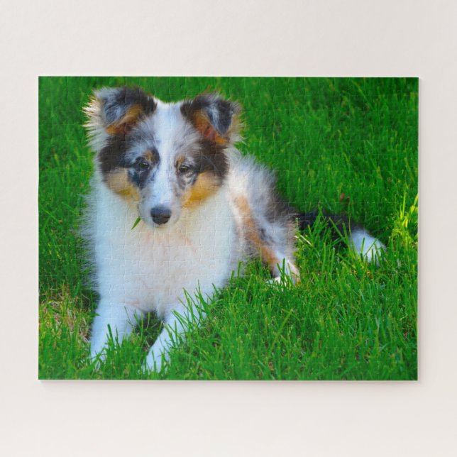 Shetland Sheep Hund Jigsaw. Puzzle (Horizontal)