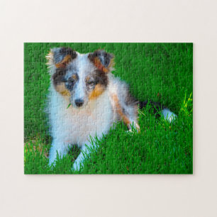 Shetland Sheep Hund Jigsaw. Puzzle