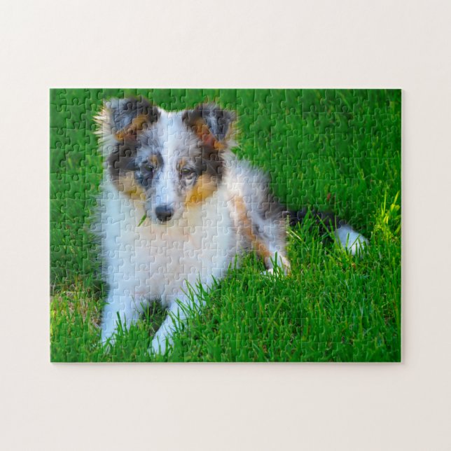 Shetland Sheep Hund Jigsaw. Puzzle (Horizontal)
