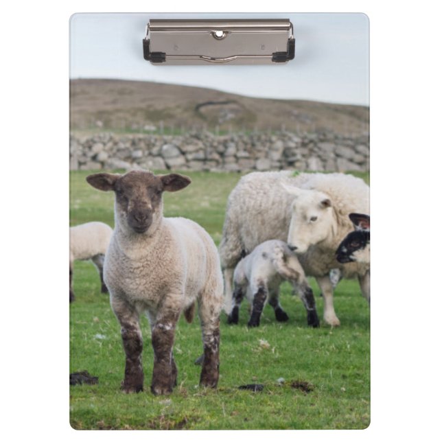 Shetland Sheep Klemmbrett (Vorderseite)